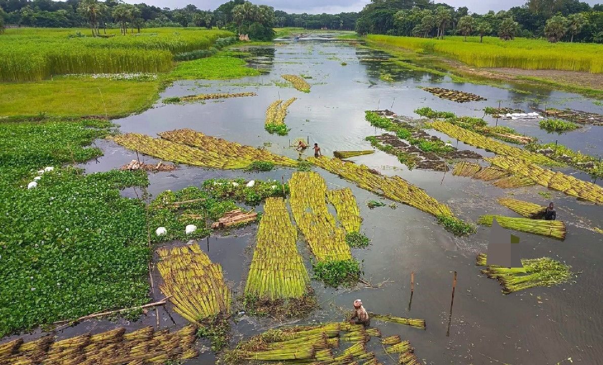 ফরিদপৃুরে পাট জাগে ব্যস্ত এখন কৃষকরা। তবে পাট রপ্তানি দিন দিনই কমছে।